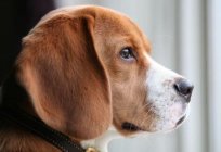 Beagle: Bewertungen von Eigentümern, Charaktereigenschaften, Training