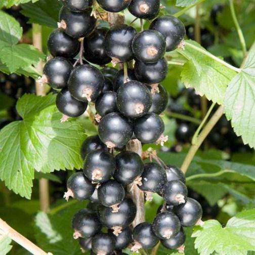 column-currant planting and care