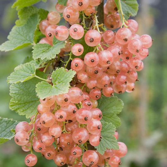 column-red currant