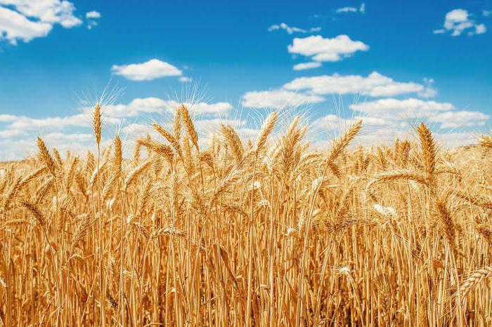 What distinguishes rye from the wheat