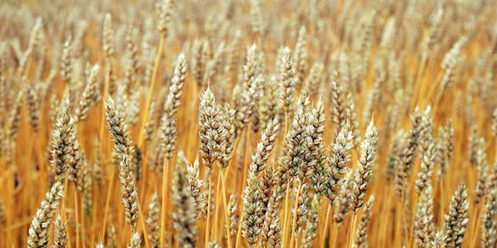 What is the ear of wheat from the ear of rye