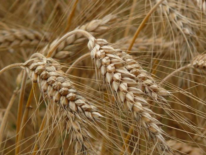 What is the ear of wheat from the ear of rye