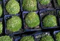Bryozoans subulate, evergreen and miracle