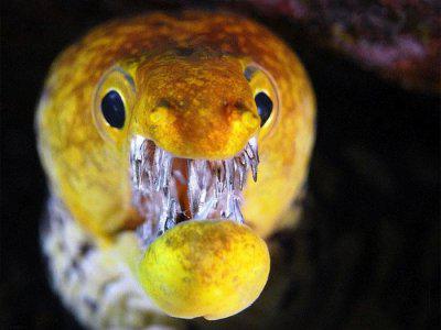 saber-toothed Moray