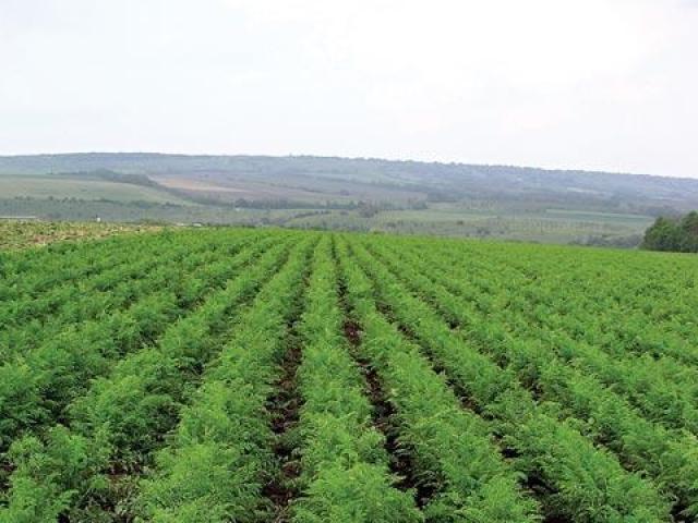 Carrot Vita Longa cultivation