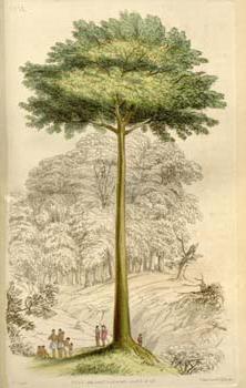 Baum Molkerei