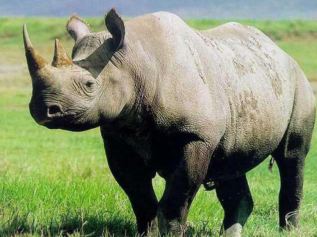 o rinoceronte-de onde vive em savannah