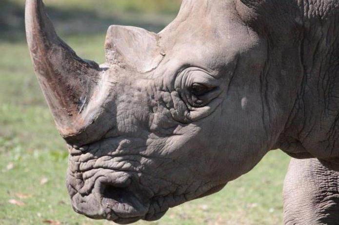 donde vive el rinoceronte en el país