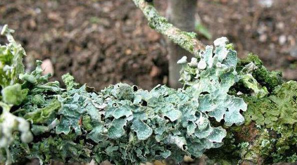 lichen Parmelia