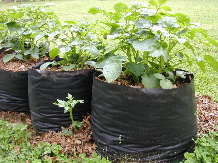 planting potatoes in bags