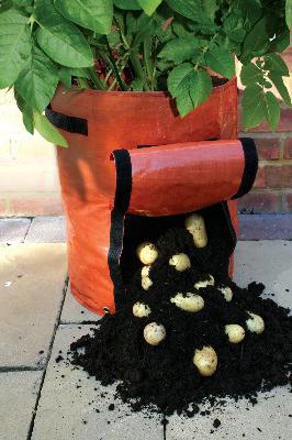  potatoes planted in the bag