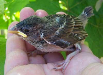 nestling of a Sparrow than to feed