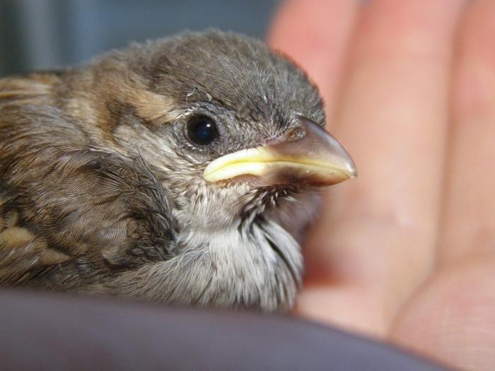 is it possible to feed the nestling Sparrow