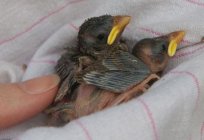 Nestling Sparrow: what to feed a bird?