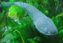 Electric eel: description and features