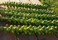 Cómo cultivar la col de bruselas: características, formas y recomendaciones