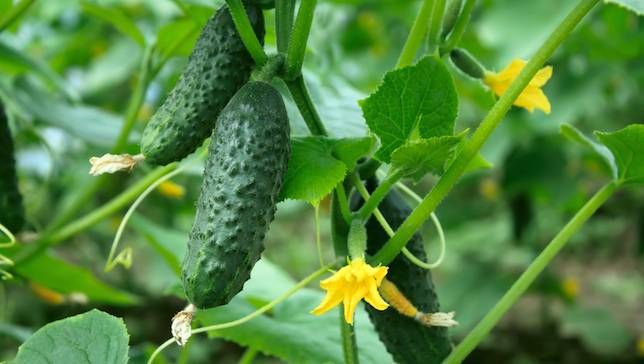Planting and caring for cucumbers in the greenhouse