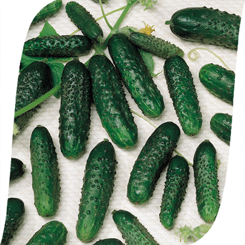 Cucumbers for the Urals greenhouse care, planting, crop