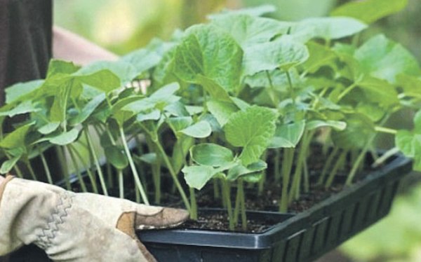 Caring for cucumbers from planting to harvest