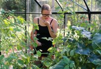 Cucumber: planting and care in the greenhouse and open field
