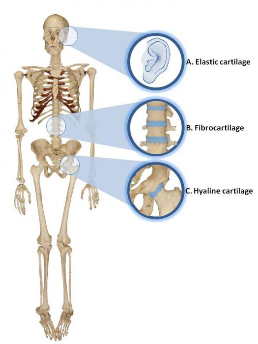 Cartilage function