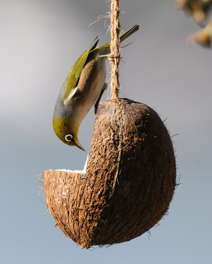 Futtertrog für Vögel aus Kokos