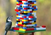 How to make a bird feeder with your own hands: photo ideas