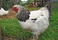 سلالة براهما الدجاج الخفيفة: الوصف والمواصفات استعراض