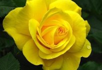 Welche Farbe sind die Rosen: Arten und Schattierungen