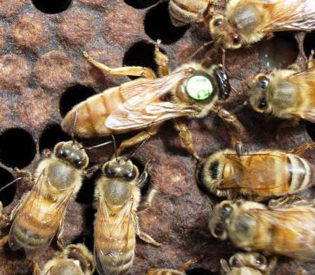 bees replace Queens