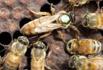 Uterus bees: the main individual in the hive