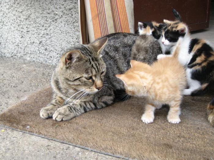 en el sueño de la gata dio a luz a un montón de gatitos
