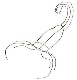 Cómo dibujar un escorpión lápiz por etapas