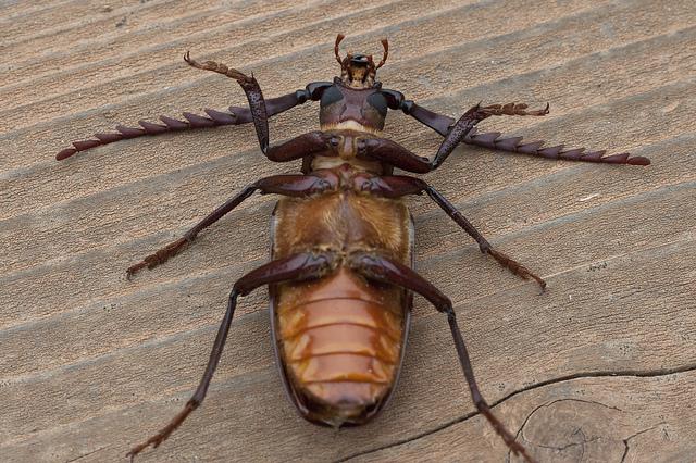 beetle Longhorn beetle threat to the house