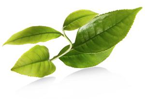 tea green slim reviews doctors