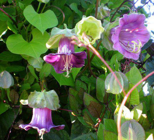 Flowers purple kobei