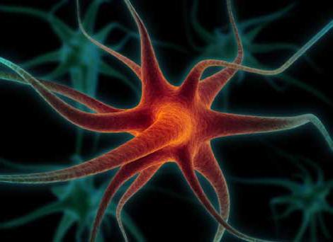 wo und wie bilden sich нейрогормоны