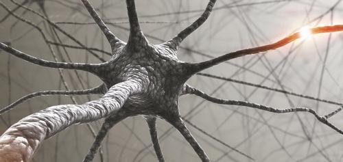 нейрогормоны выпрацоўваюцца гіпаталамусам