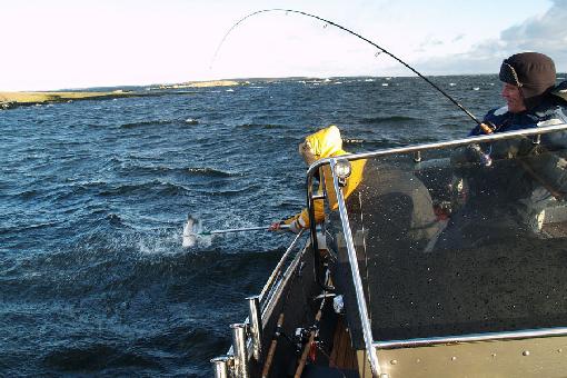 钓鱼在芬兰湾