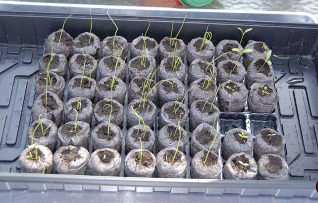 sadzenie cebuli, cukinii na sadzonki