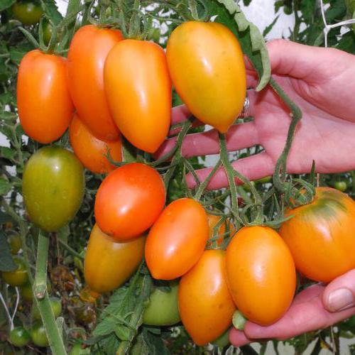 tomato photo