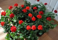 Piękne kwiaty: geranium w warunkach domowych