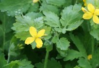 Celandine: the therapeutic properties and contraindications to the use of the miraculous plant