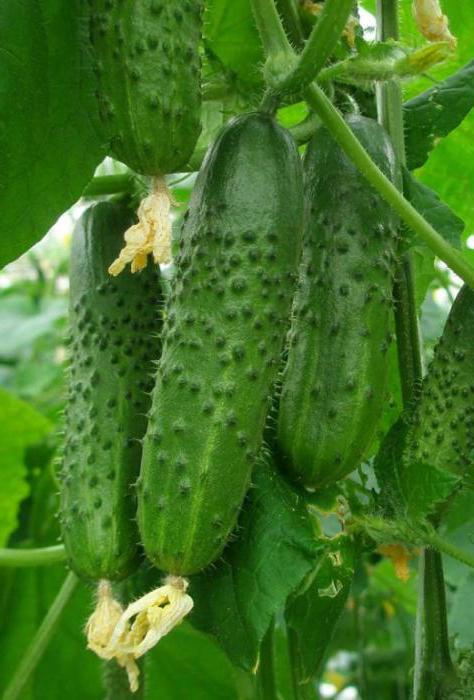 When to plant cucumbers in the open ground