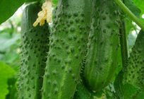 Features of cultivation of cucumbers 