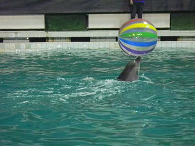 st. petersburg golfinhos