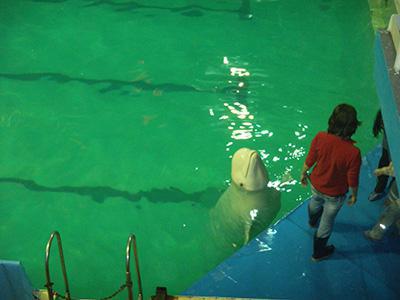 onde está o aquário de golfinhos em petersburgo