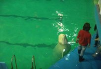 São Petersburgo: o aquário de golfinhos e descrição