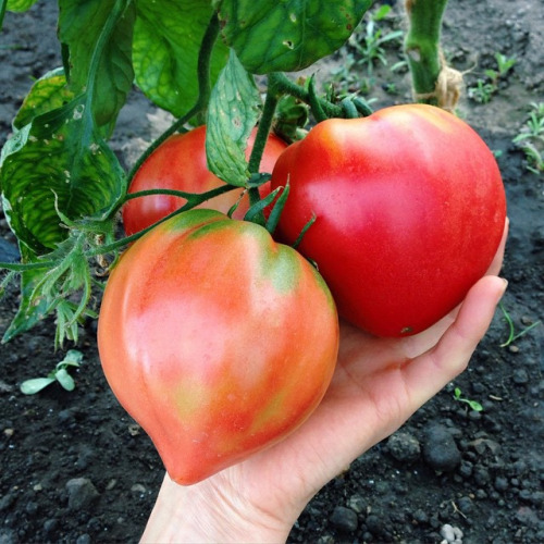 Pomidor Szlachcic