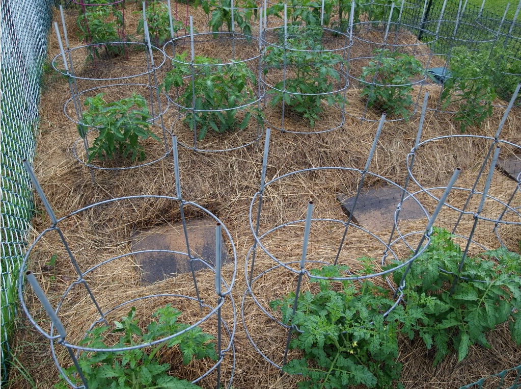 a Method for tying tomatoes